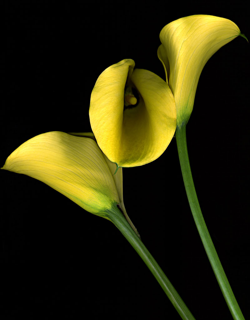 2 types of flowers Yellow Calla Lily | 800 x 1024