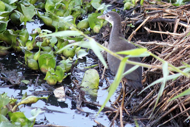 Juvenile White-breasted Waterhen