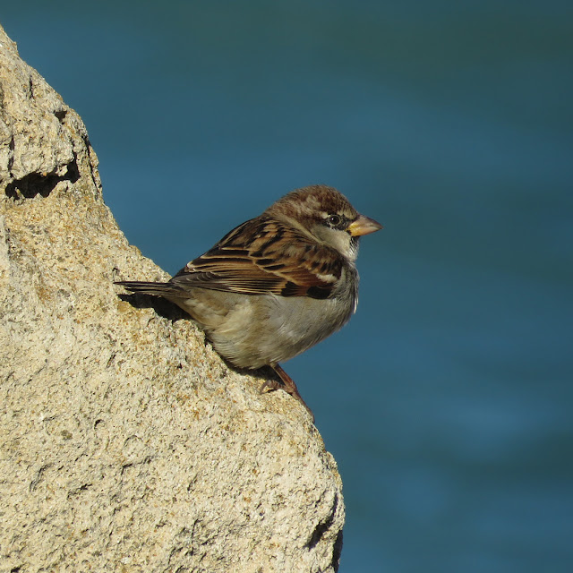 Sparrow on a rock by the sea, port of Livorno