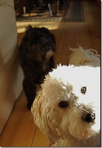 Dogs[1]
