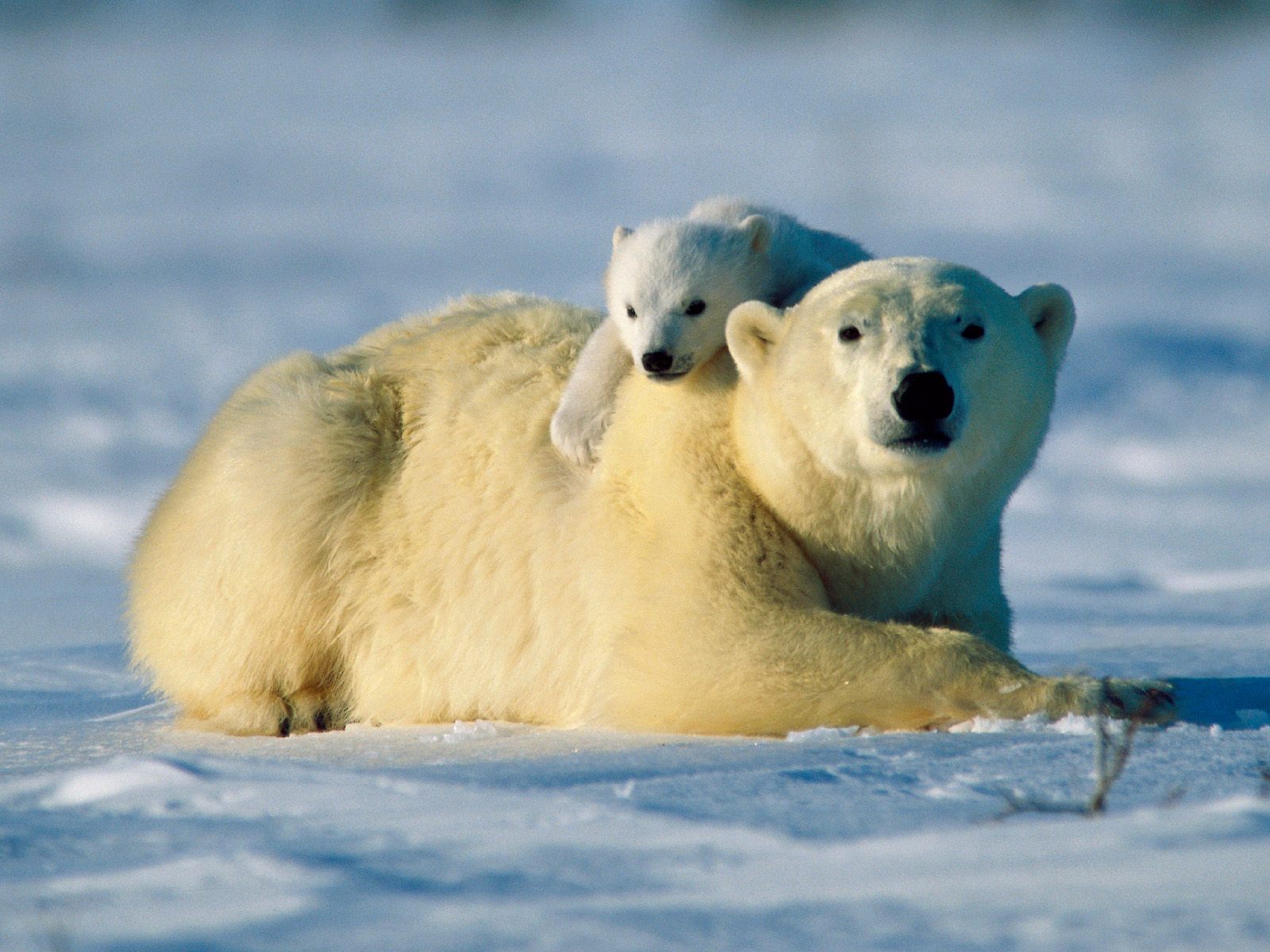 HD Animals  baby polar bear  wallpaper 