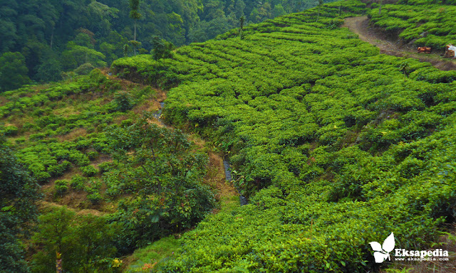 Kebun Teh Medini