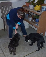 Bubba and Skruffy and nightly Ice Cream treat
