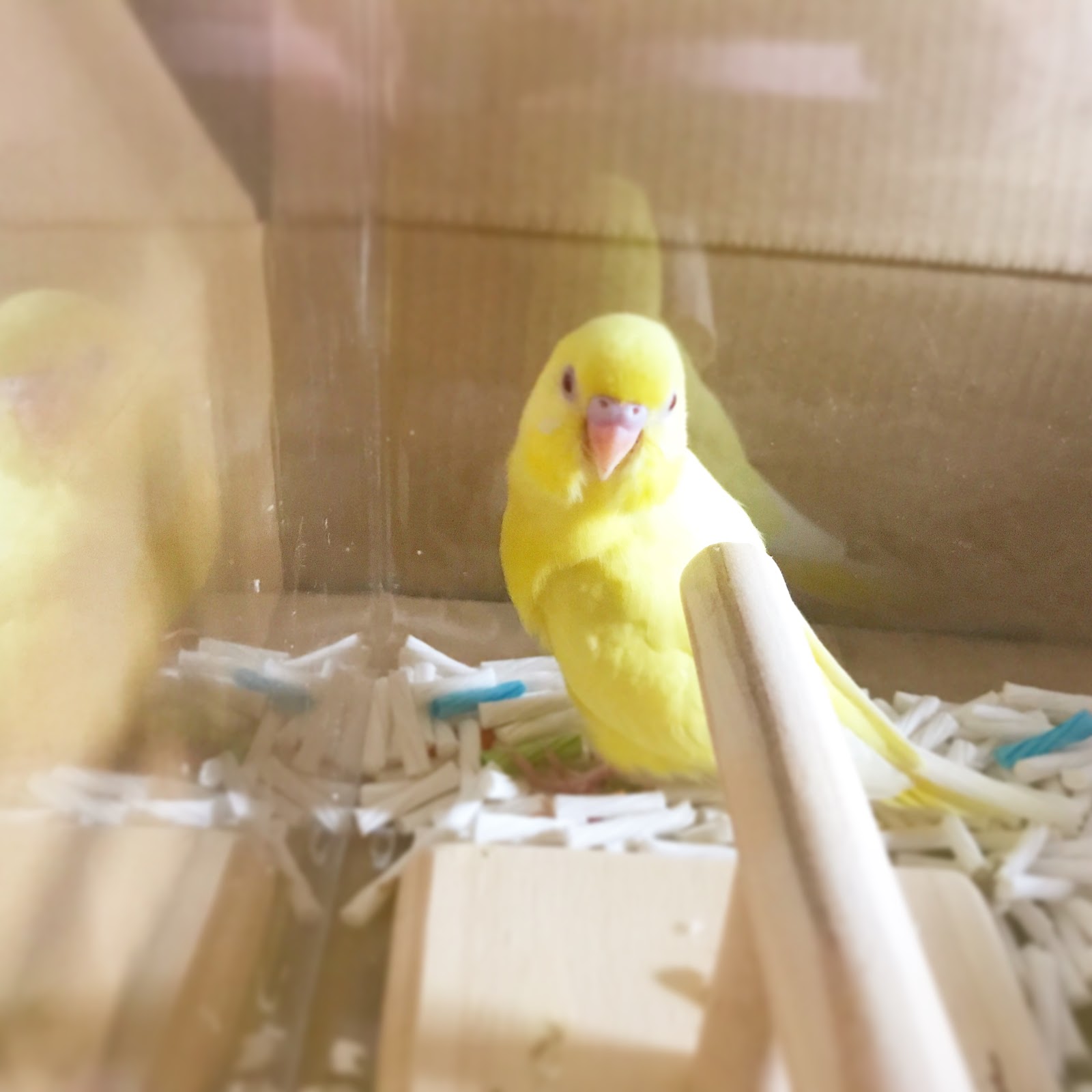セキセイインコのラッピー 生後3週間 はじめまして Nya Nnn
