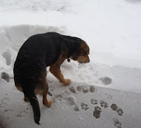 Toby eating snow on the front step