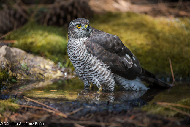 GAVILAN COMUN - Accipiter Nisus