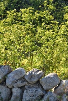 IMG_8406