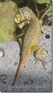 Galapagos Gecko