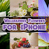 Wallpapers Flowers for iPhone p7