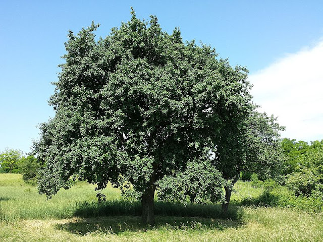 Груша австрийская (Pyrus austriaca)