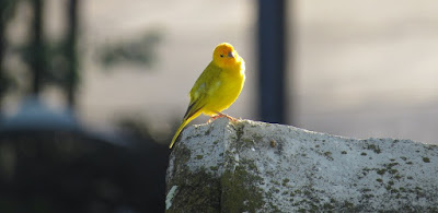 Kumpulan Wallpaper Burung Kenari yang Indah