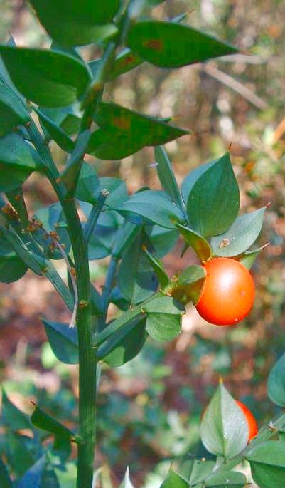 http://fr.wikipedia.org/wiki/Ruscus_aculeatus