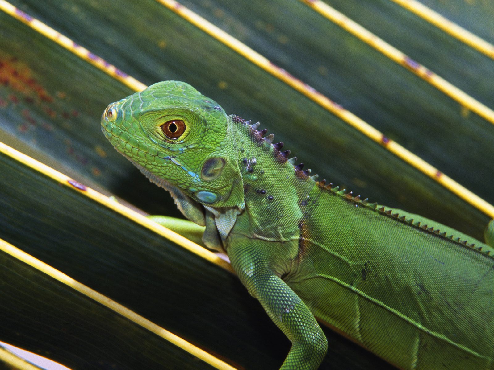 iguana quiver