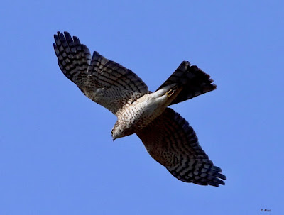 Eurasian Sparrowhawk