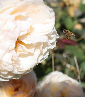 Bee, Rose, Fall, Honey, Sarah Myers, S. Myers, insect, flower, animal, English Rose, hover, autumn, yellow, gold, art, arte