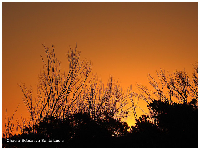 Ramas al atardecer-Chacra Educativa Santa Lucía