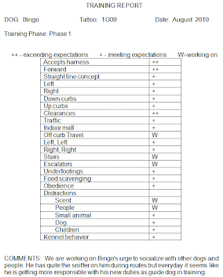 A picture of his report card. He also got a high mark for Clearances.  He got good marks for Right, Left, Up Curb, Down Curb, but he still needs to work on stairs, scent distractions, people distractions. At the bottom it says: We are working on Bingo's urge to socialize with other dogs and people. He has quite the sniffer on him during routes but everyday it seems like he is getting more responsible with his new duties as guide dog in training. 