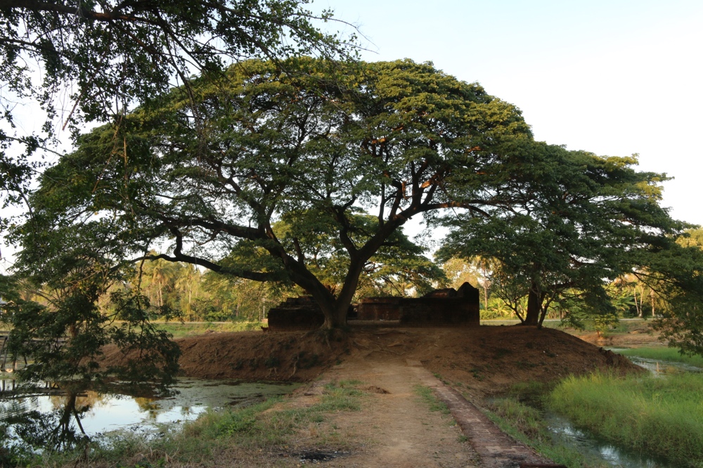 Giant tree