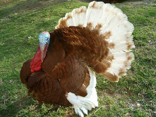 Bourbon Red Turkey Chicken