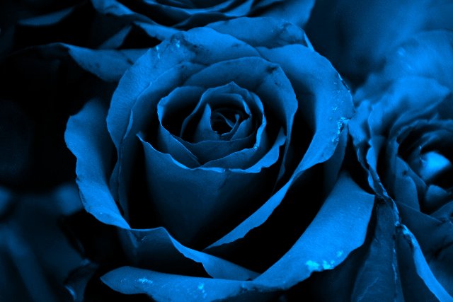 Blue Roses: A perfectly blue