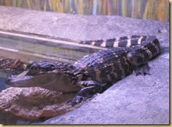 IMG_0090 IMG_0090