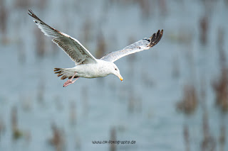 Naturfotografie Olaf Kerber