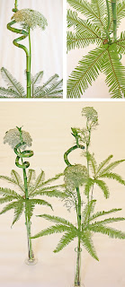 ammimajus, umbrella fern, bambuspiral