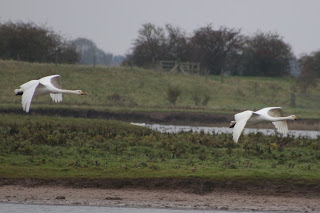 Whooper Swans