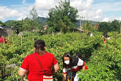 Panen Kebun Pemdes Molduut, Kumtua Tando Harap Warga Bercocok Tanam