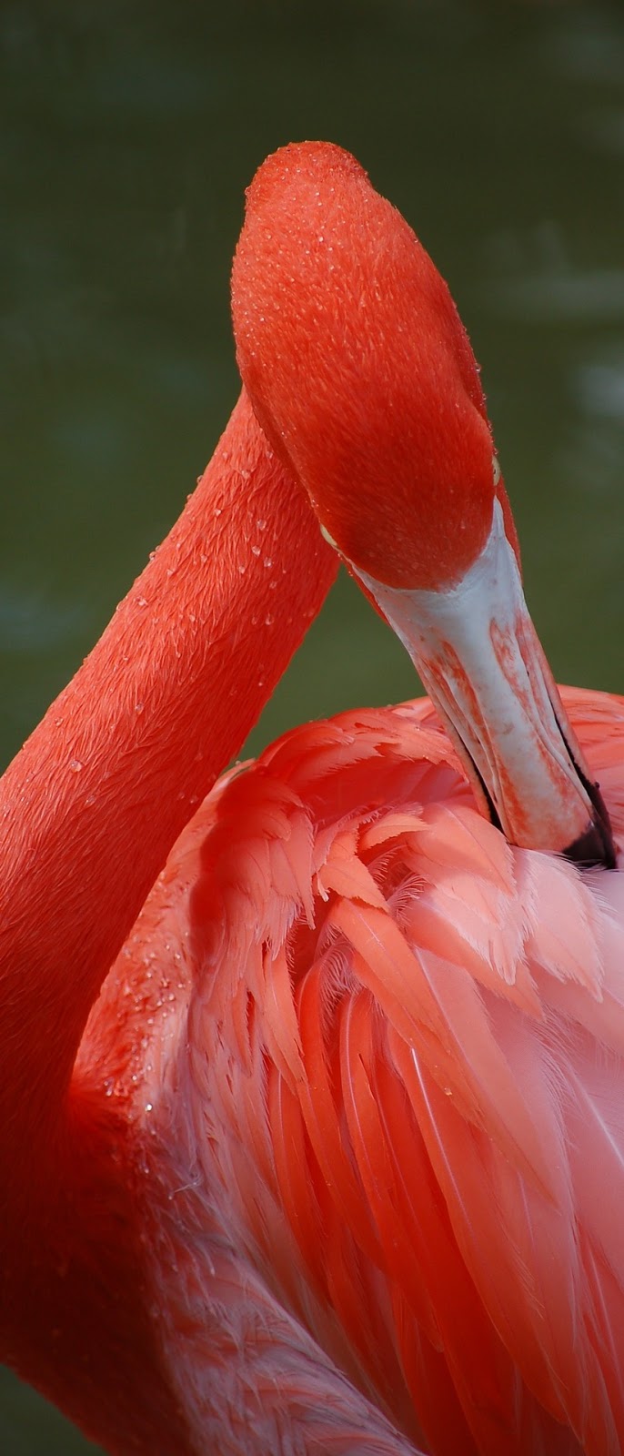 A flamingo preening.