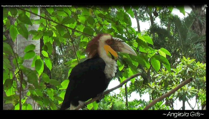 Animation Wallpaper: Animasi Taman Burung Bali - Gif