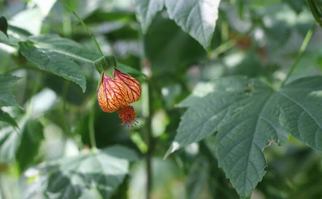 Flowering Maple Flowers Pictures