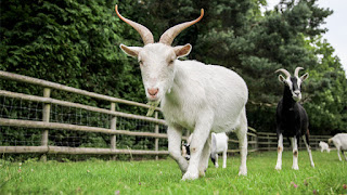 Goat Facts in Hindi