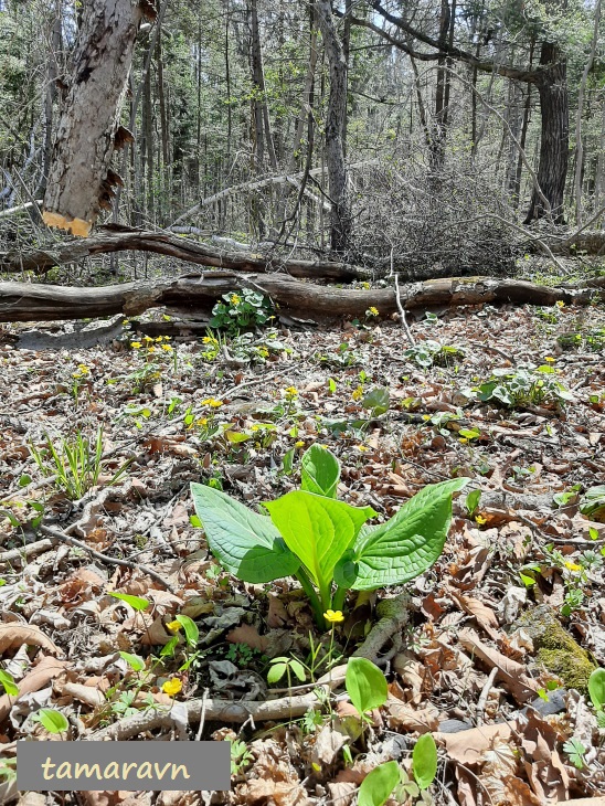 Связноплодник почколистный (Symplocarpus renifolius)