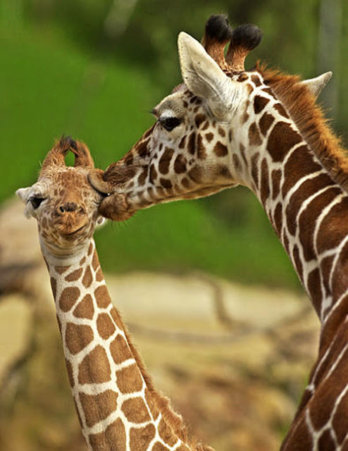 adorable animal kisses, adorable animals kissing, cute animals, animals love, animals in love