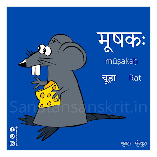 Rat (चूहा) in Sanskrit