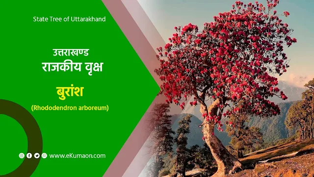 State Tree of Uttarakhand