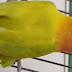 Yellow Fisher Parrots Pair For Sale In Lahore