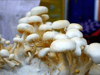 Mushroom farm startup costs