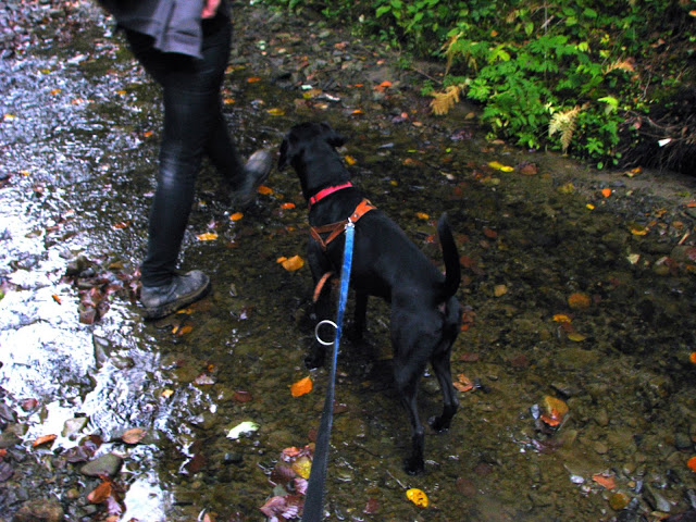 hiking-with-dogs-in-polish-mountains