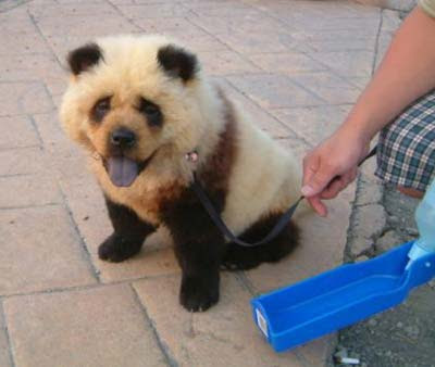 Panda Chow: