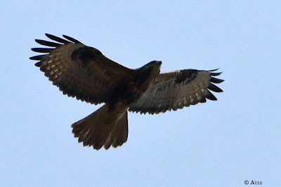 "Common Buzzard - Buteo buteo, winter visitor soaring Abu skies."