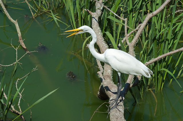 Great Egret, Smith Oaks Audubon Sanctuary