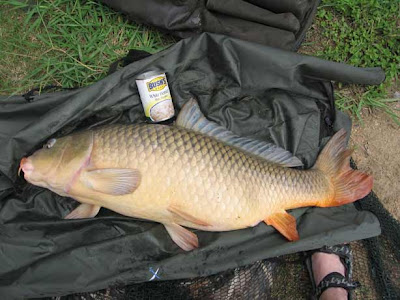 common carp drawings. Mirror+carp+tattoo