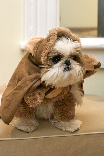 Dog Ewok Costume4