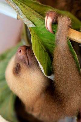 Cute Baby Sloth Seen On www.coolpicturegallery.net