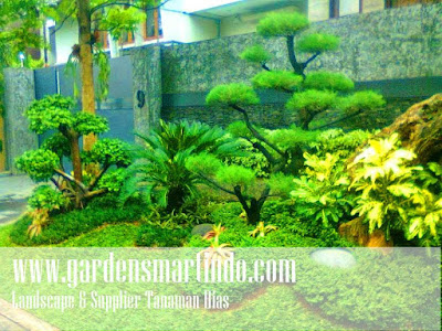 Tukang taman semarang (gardensmartindo)