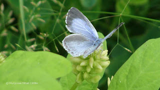 Celastrina argiolus DSC161791