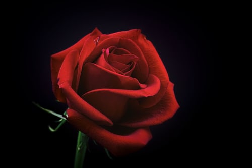 Rose Images for Whatsapp Dp Profile 
