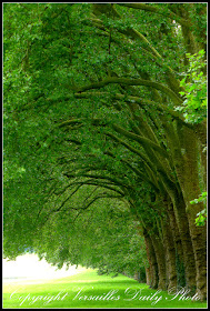 Trees Swiss Lake Versailles